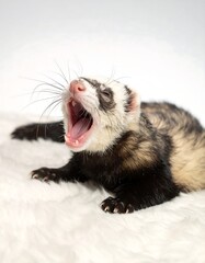 Fototapeta premium Ferret yawning on white fur