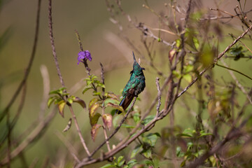 Purple-throated Sunangel at Huembo Reserve, Amazonas — a jewel of the Andean cloud forest captured in a moment of stillness- hummingbird