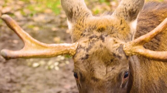 Close up of a moos elk resting on a cloudy autumn. day in the woods standing around.
