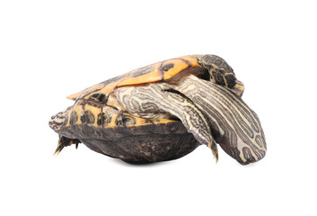 Beautiful turtle (Red-eared slider) on white background