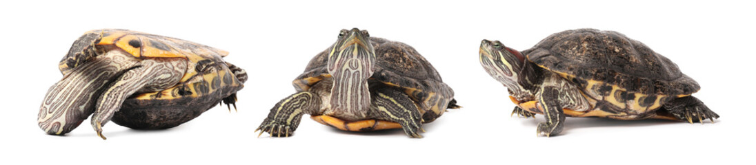 Turtle (Red-eared slider) on white background, collage