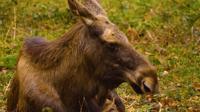 Close up of a moos elk resting ona cloudy autumn. day in the woods on the ground