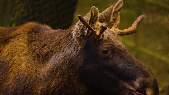 Close up of a moos elk resting ona cloudy autumn. day in the woods standing around.