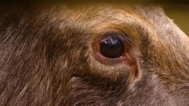 Close up of a moos elk resting ona cloudy autumn. day in the woods on the ground