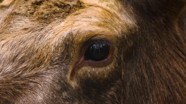 Very close up of a moose elk eye on a cloudy autumn day