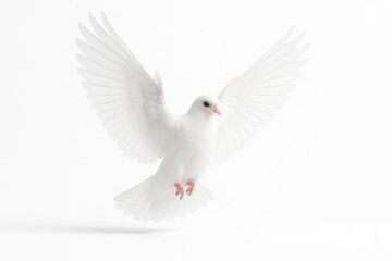 Fototapeta premium Pure white dove mid flight on seamless white with wings fully extended soft studio shadow and ultra crisp feather detail for clean cutout