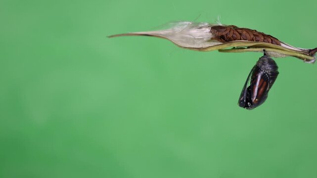 Monarch butterfly emerges from Chrysalis on swamp milkweed pod right screen light green background copy space