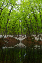 250429十日町市松之山美人林