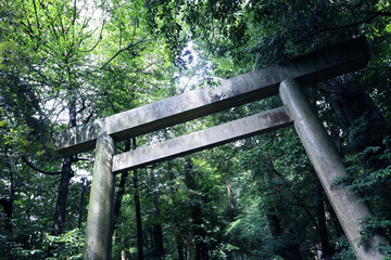 新緑美しい雨上がりの神社の境内