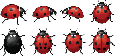 Set of detailed ladybug illustrations, various angles, red and black beetles, insect collection, vector art, nature, wildlife design © Rafin's World