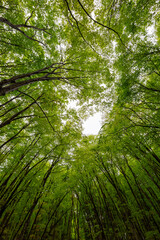 250429十日町市松之山美人林