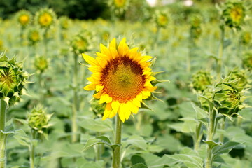広大なひまわり畑に咲く一輪のひまわりにピントを合わせ背景をボカして撮影した写真。夏の生命力や力強さを感じる印象的な構図。