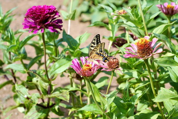 ピンク色の花に舞い降りた黄色と黒の美しいアゲハチョウ。羽を広げ花から蜜を吸う姿を捉えた、夏の生命力を感じる写真。