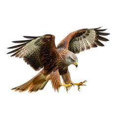 Obraz premium Majestic red kite bird of prey in mid flight with wings spread wide isolated on transparent background