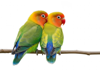 Two colorful lovebirds perched together on a branch isolated on transparent background