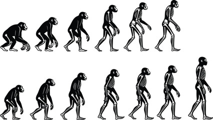 Evolution, primate, human, anatomy, skeleton, biology, anthropology, science, transition, upright, bipedal, fossil, history, species, development, illustration, comparative, posture, transformation © Joyaber's World