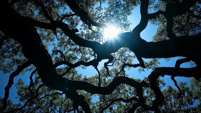 Sunlight filtering through majestic oak tree branches against a clear blue sky creating a serene landscape