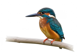 Vibrant common kingfisher perched on a branch isolated on transparent background