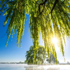 Bright morning over tranquil water