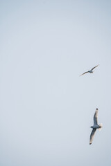 seagull in flight