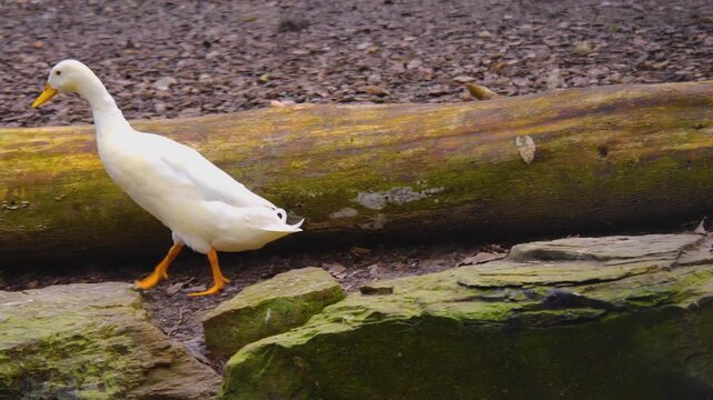 Close up of a white indian runner duck walking a backyard in autumn