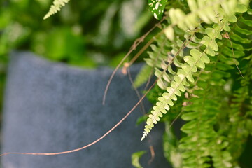 Vibrant green fern leaves with fine serrated edges occupy right and upper areas, illuminated with yellow-green tones, featuring curved white line extending from blurred dark background.