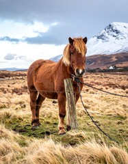 Brown horse in a field