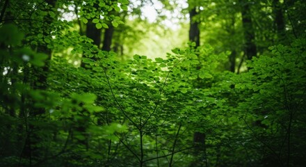 Fototapeta premium Lush green forest undergrowth (1)