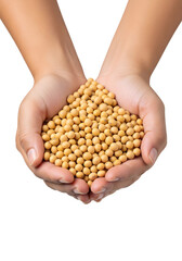 Obraz premium Hands holding a heap of raw soybeans isolated on white background, natural organic agricultural product for food, farming, nutrition, and healthy plant-based protein source