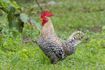 A barred rooster with striking black and white plumage stands alert on a grassy field.