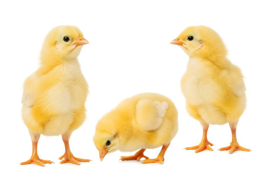 Three adorable yellow baby chicks standing together isolated on white background, fluffy newborn poultry farm animals symbolizing spring, Easter, and agriculture
