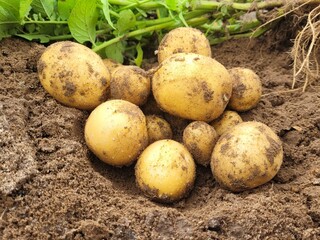 The concept of growing food. Fresh organic new potatoes in a farmer's field. A rich harvest of tubers on the ground.