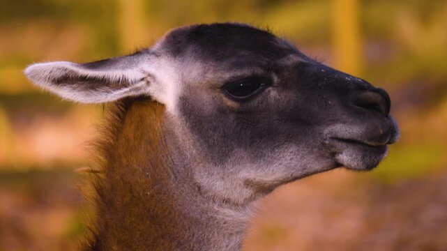  Close up of guanaco head watching and moving around in the woods in autumn. 