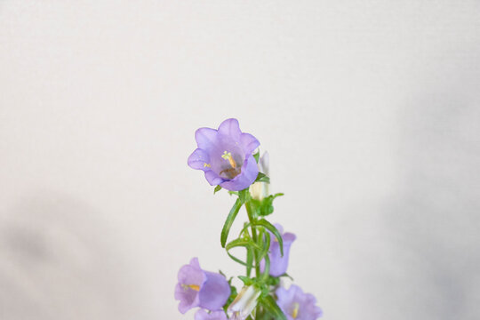 ツリガネソウ」の写真素材 | 729件の無料イラスト画像 | Adobe Stock