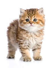 Obraz premium Adorable kitten portrait