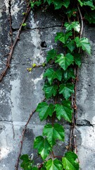 Green ivy climbing a weathered gray stone wall
