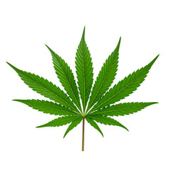 Transparent PNG available A green leaf of cannabis inflorescence isolate on a white background ai 