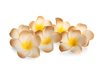 Beautiful brown plumeria flowers on white background