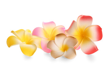 Different beautiful plumeria flowers on white background