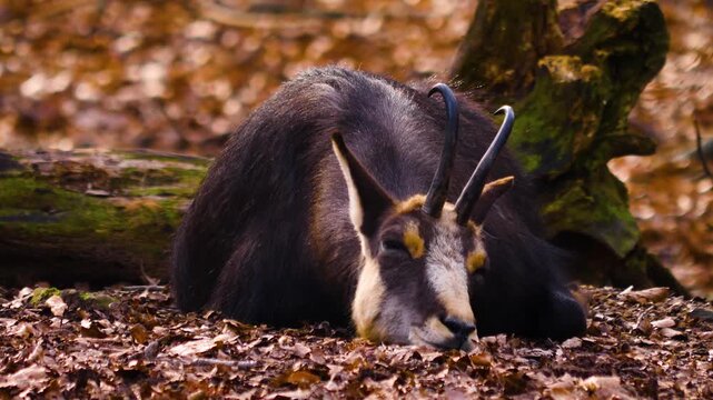 Close up of a chamois antelope goat resting in the woods on the ground on a sunny autumn day
