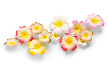 Beautiful colorful plumeria flowers on white background
