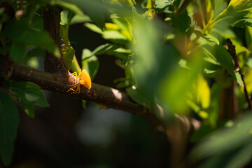 Chinche sobre una hoja