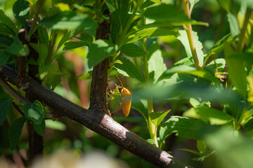 Chinches sobre una planta