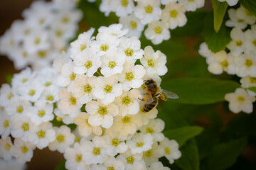 Abeja recolectando polen sobre una flor