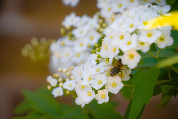 Abeja recolectando polen sobre una flor