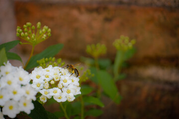 Abeja recolectando polen