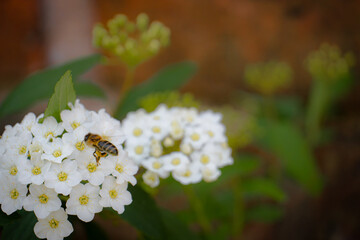 Abeja recolectando polen sobre una flor