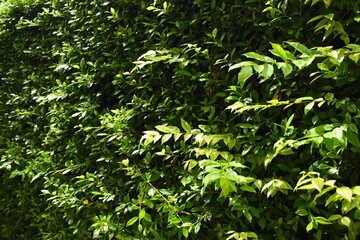 green leaf fence in the garden, natural background in springtime