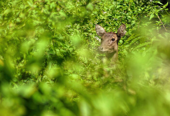 deer in the forest