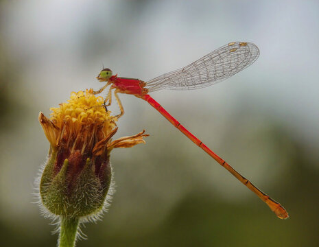 close up of a red dragonfly - Powered by Adobe